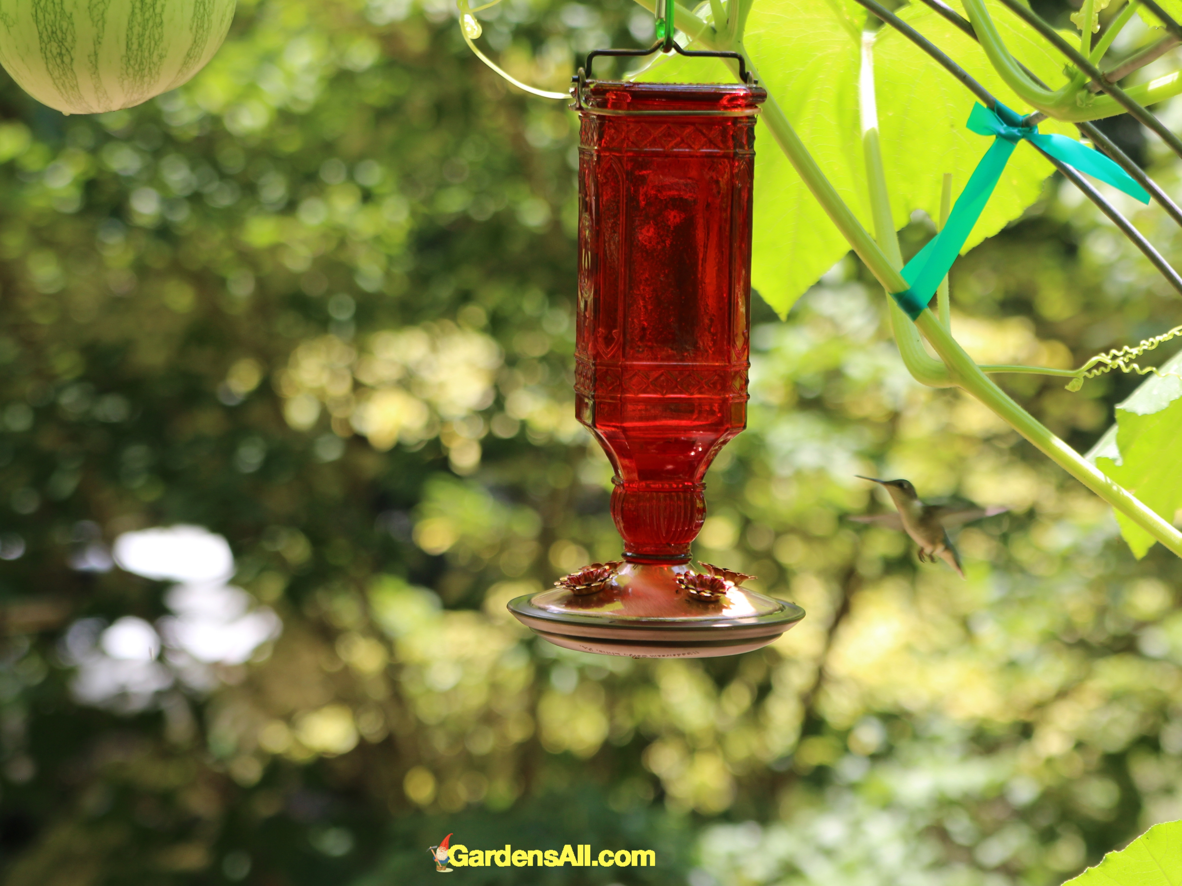 Red Glass Hummingbird Feeder Gardensall