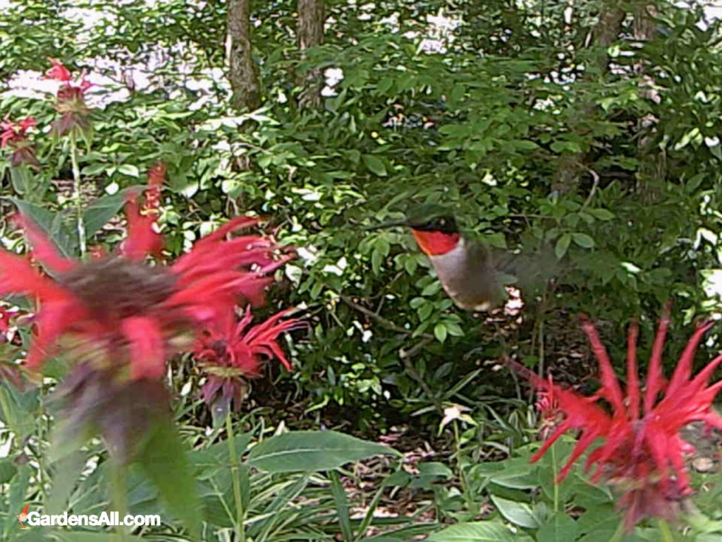 Ruby Throated Hummingbird at Red Bee Balm Plant