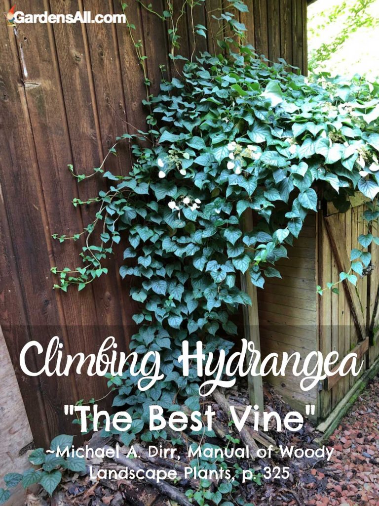 Climbing Hydrangea  - Hydrangea anomala petiolaris. Once established (2-3 years) can be quite vigorous; blossoms beginning in May in Zone 7a. #garden #flower #landscaping #growing #planting #potted #frontyard #bush #oakleaf #indoor #outdoor #climbing #design #diy #leaves #decoration #arrangements #care #shade #perennials #colors #prunning #tips #ideas #gardening #cuttings #container #vase #bouquet #leaves