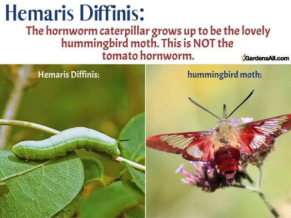 hummingbird moth caterpillar, hummingbird moth facts. #HummingbirdMoth #Hemaris diffinis #HornwormCaterpillar