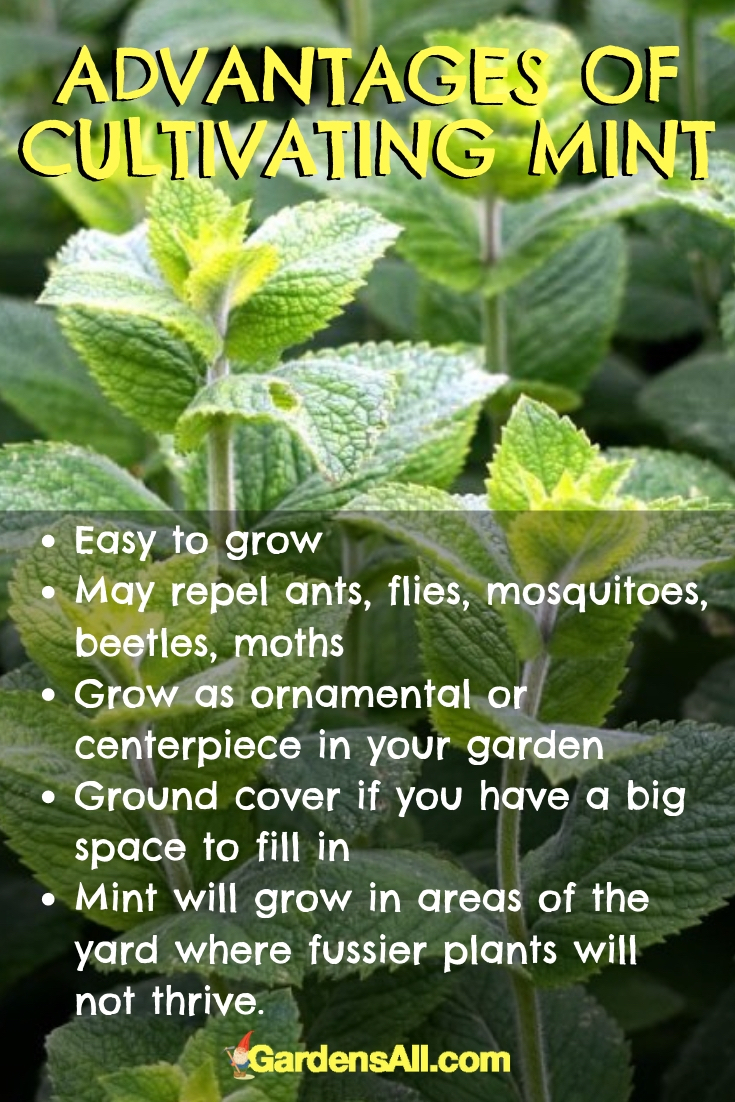 All About Growing Mint in Your Herb Garden or Indoors GardensAll