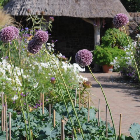 Types of Garlic and How to Grow and Harvest Garlic