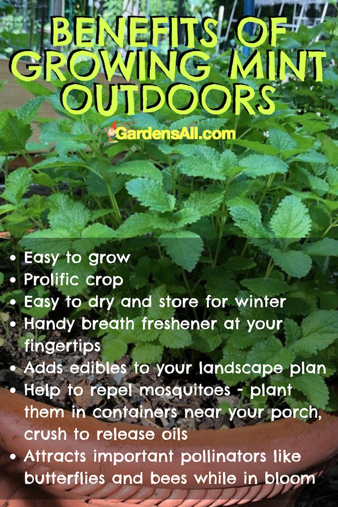 All About Growing Mint in Your Herb Garden or Indoors GardensAll