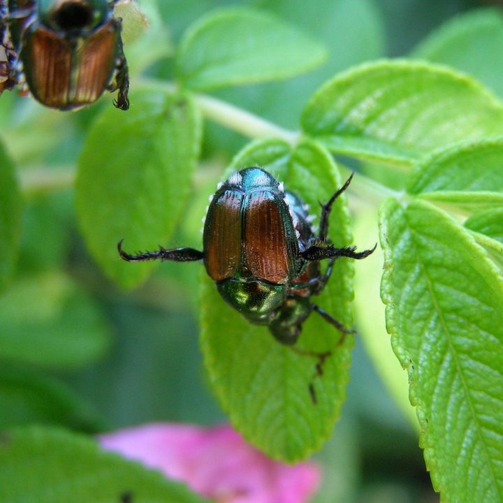 Battling the Bad Beetles in the Garden Naturally