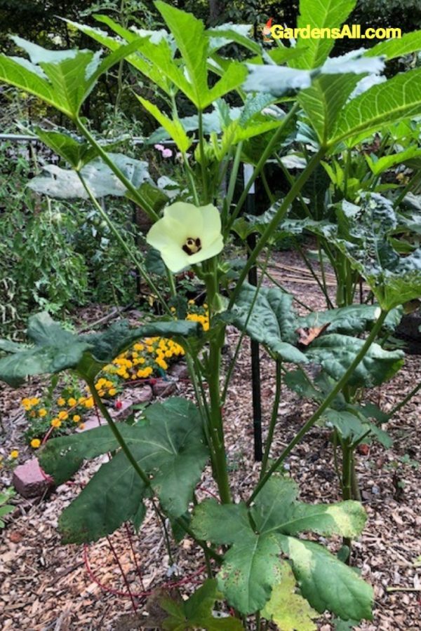 Growing Okra in Pots Works Great With Dwarf Okra Plants! GardensAll