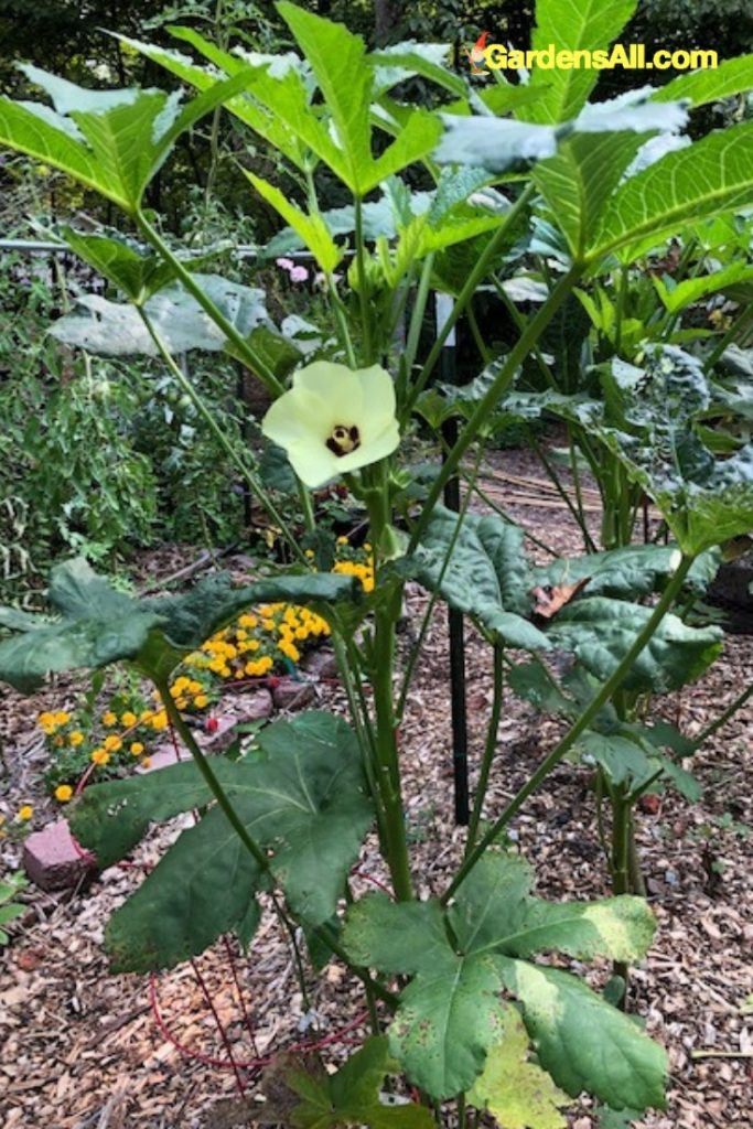 Our favorite go-to recipe that's super simple and delicious is oven roasted vegetables. This works well for okra too, either by itself or in combination with other veggies.
#okra #okragardentips #growingokra #okraharvesting #dwarfokra #okraplanting #gardentips #backyardgardening #growingfood