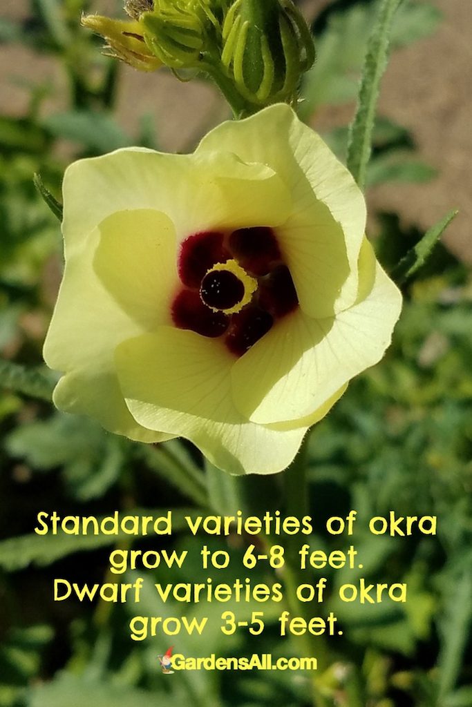 Standard varieties of okra plants can easily attain six feet or higher. The flowers bloom up the stalk so that by late summer, we have to use a ladder or gently bend the stalk down in order to harvest the pods. #Okra #OkraPlant #GrowingOkra #OkraHarvesting #DwarfOkra #HowToGrow #VegetableGarden