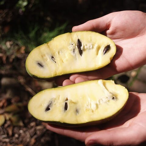 The Pawpaw Fruit Tree &ndash; a True American