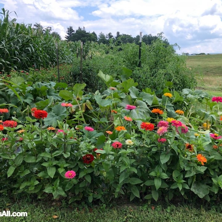 Historic Gardens – North Carolina and Virginia