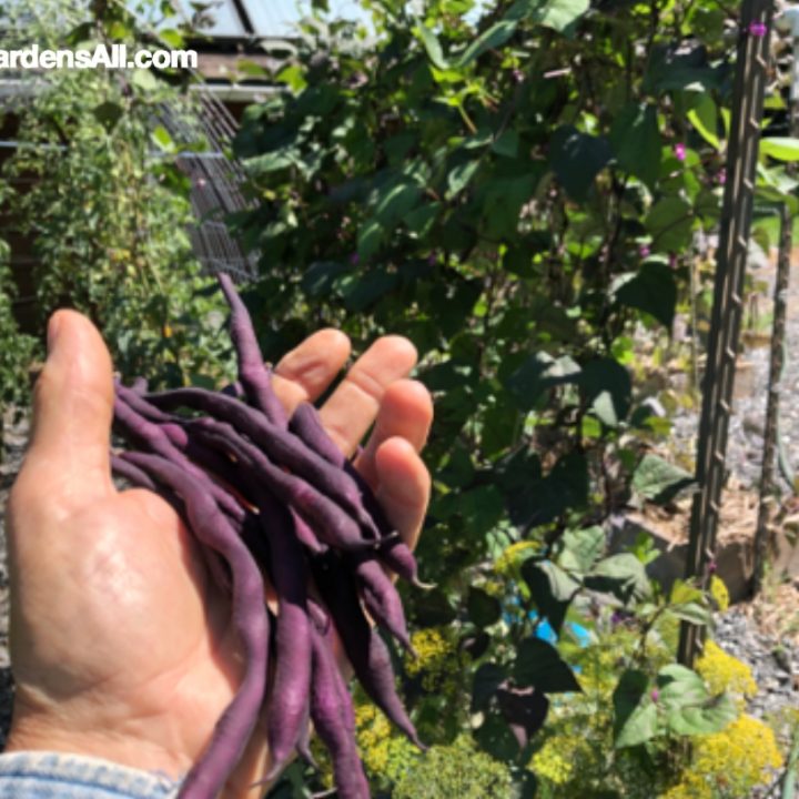How to Grow Beans in Style