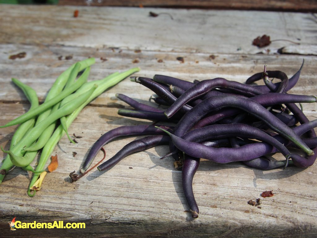 Harvest of green beans and purple beans