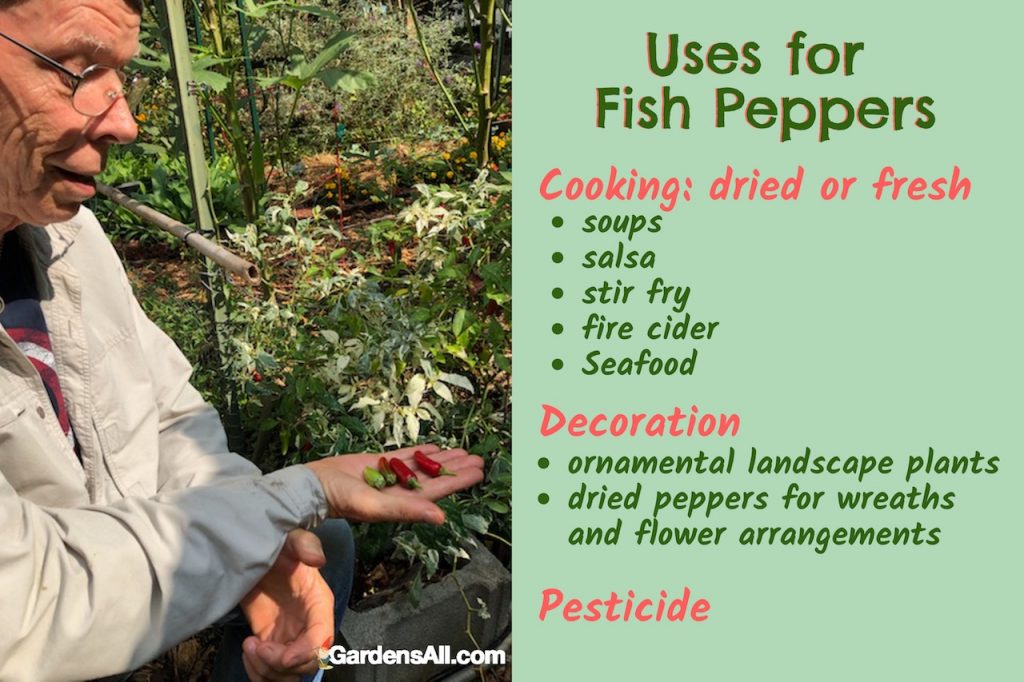 The fish pepper plant grows to a tidy height and spread of about 2.5 feet, and can be planted alone or like a hedgerow. #fishpepper #plant #growing #recipes #hot #pots #typesof #togrow #chilis #cooking #healthy #diy #garden #ideas #container #howtogrow #decorations #food #gardening #pesticide #incontainer #videos #tips #indoors #fromseeds #raisedbeds #vegetable #jalapeno #spicy #bell