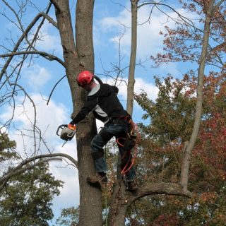 Professional Arborist Tree Trimmers at Work