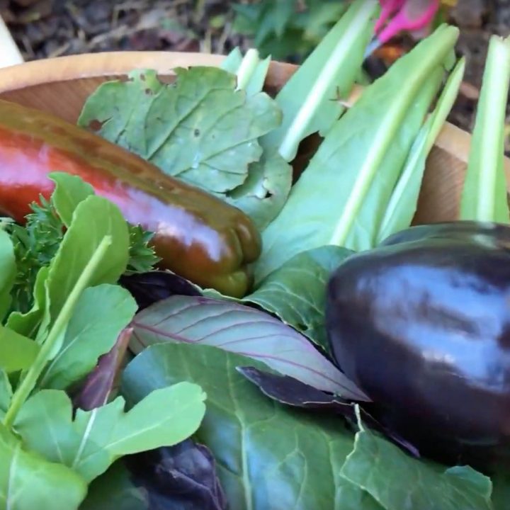 Fall Salad Greens for Hardy, Healthy Garden Salads