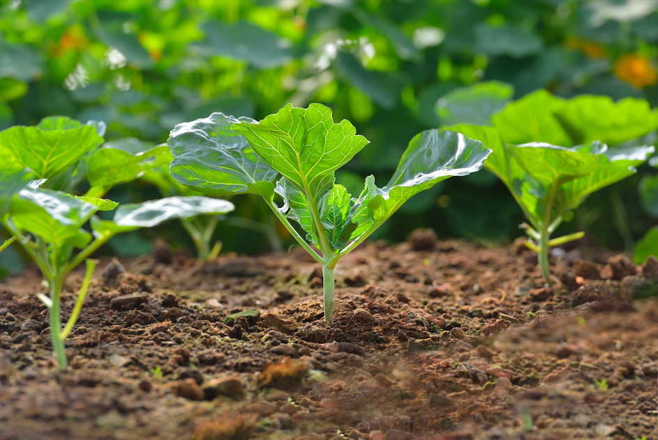 Growing Kale in soil