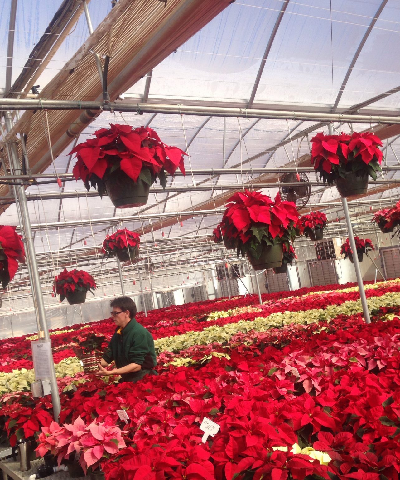 Poinsettia Care How to Keep Poinsettias Alive GardensAll