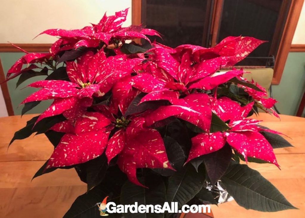 variegated poinsettia plant, how to care for poinsettias