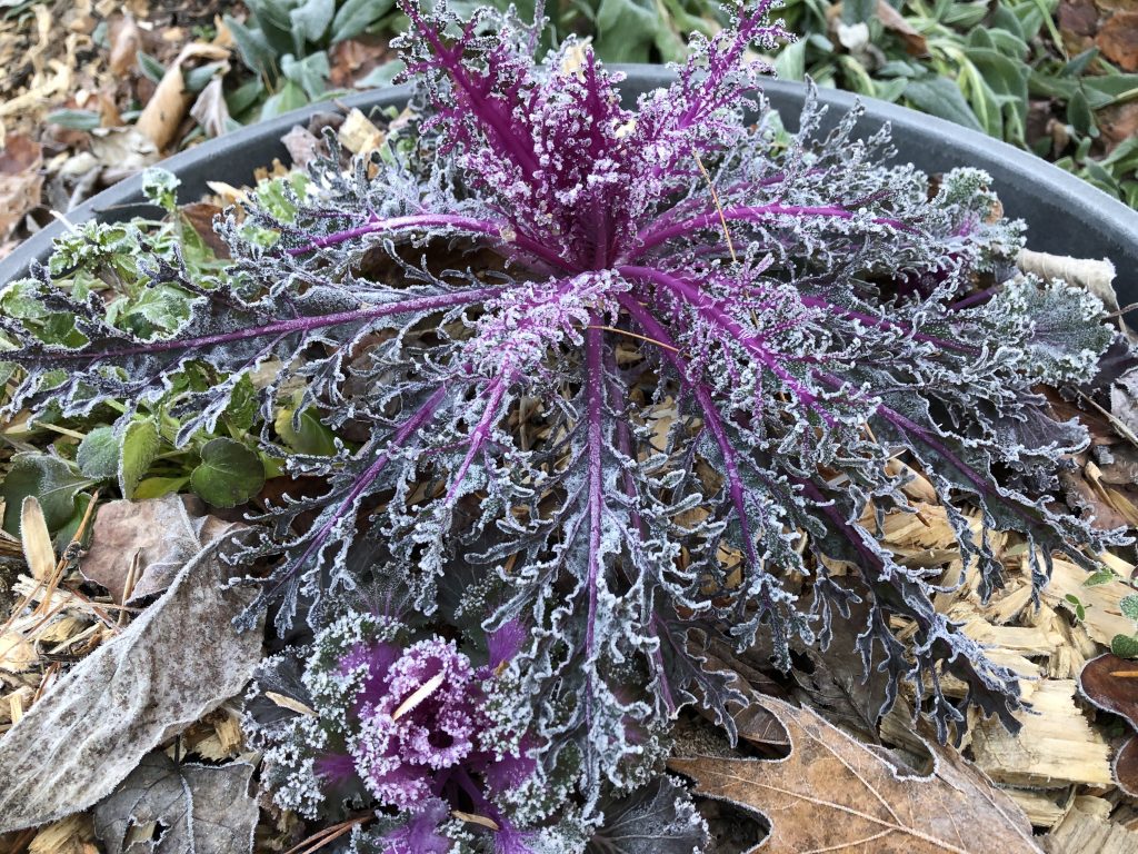 ornamental kale, frost on ornamental kale, is ornamental kale edible