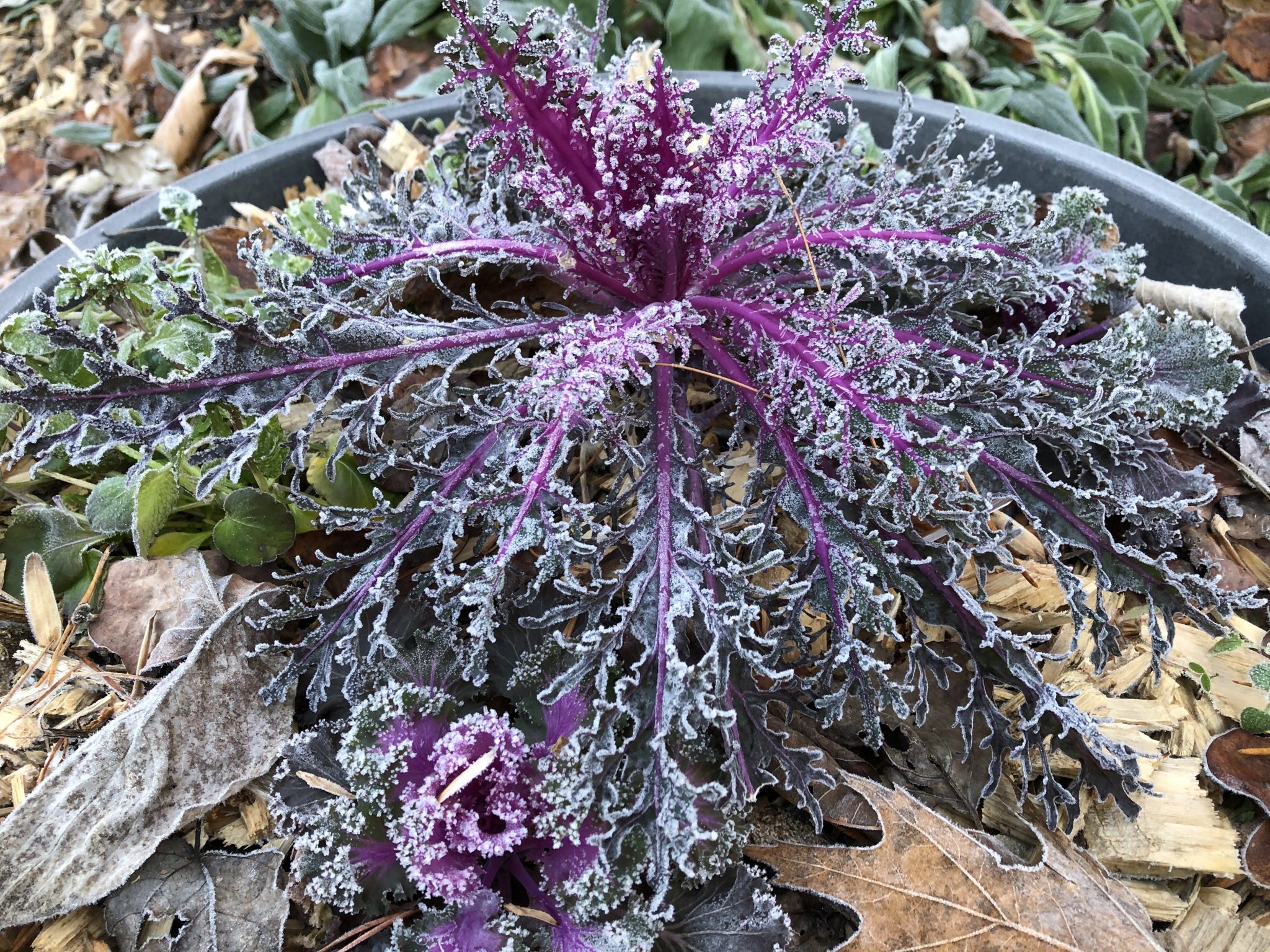 frostornamentalkale23 GardensAll