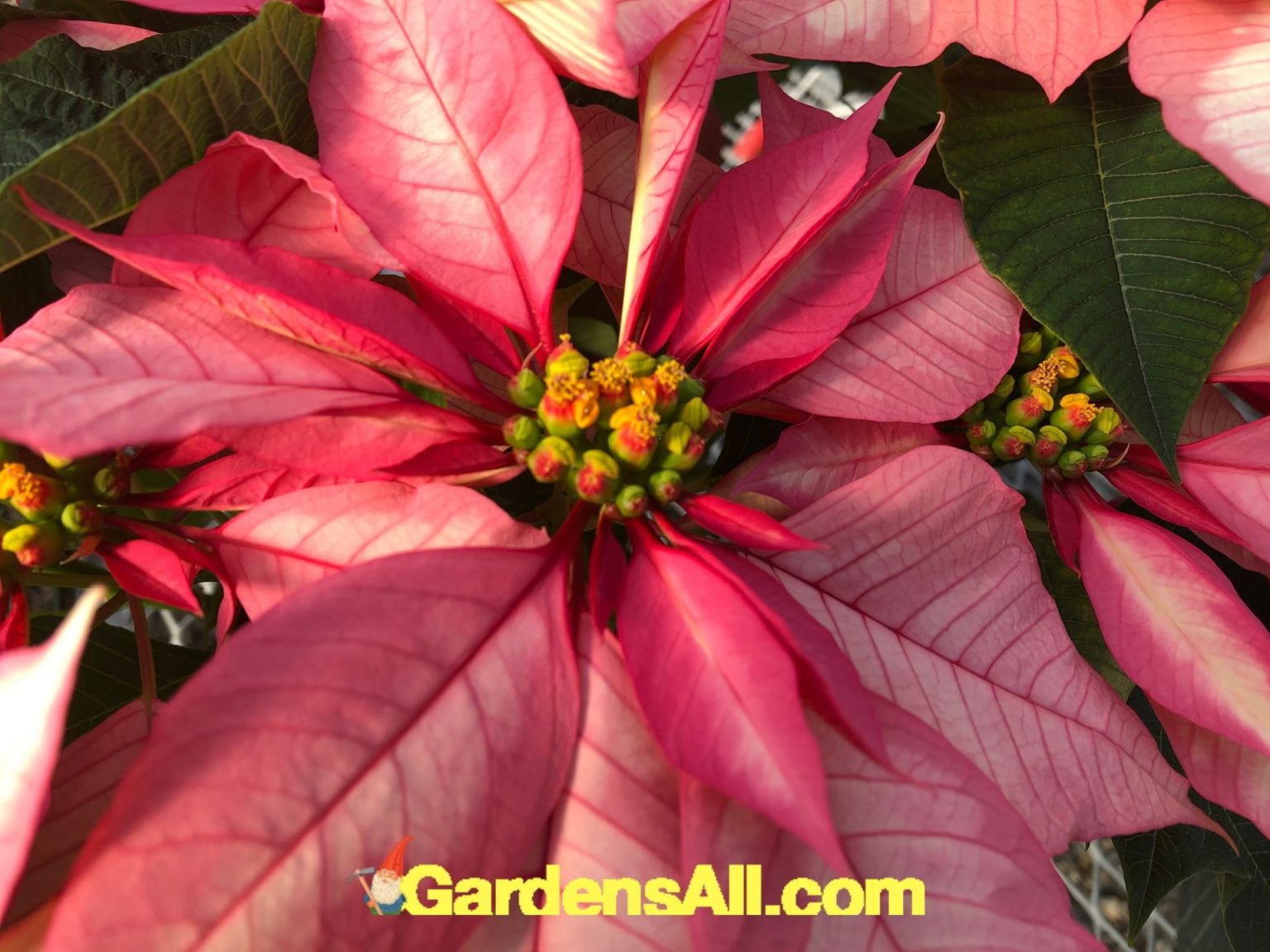 Are Poinsettias Poisonous, or is it a Myth? GardensAll