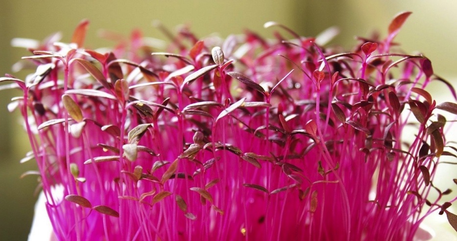 How-to-grow-microgreens, ruby-red-swiss-chard-microgreens, #redMicrogreens #GrowMicrogreens