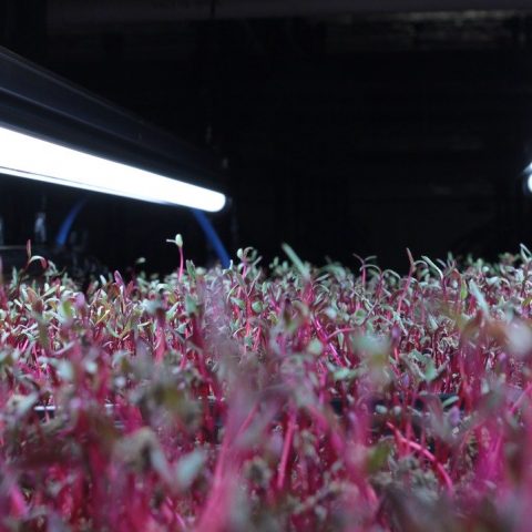 How to Grow Microgreens at Home