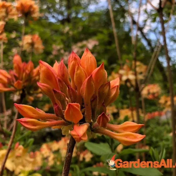 Fragrant Orange Flame Azalea Buds and Blossoms. Prune after blooming. #WhenToPruneAzaleas #PruningAzaleas #FlameAzalea #FragrantAzaleas