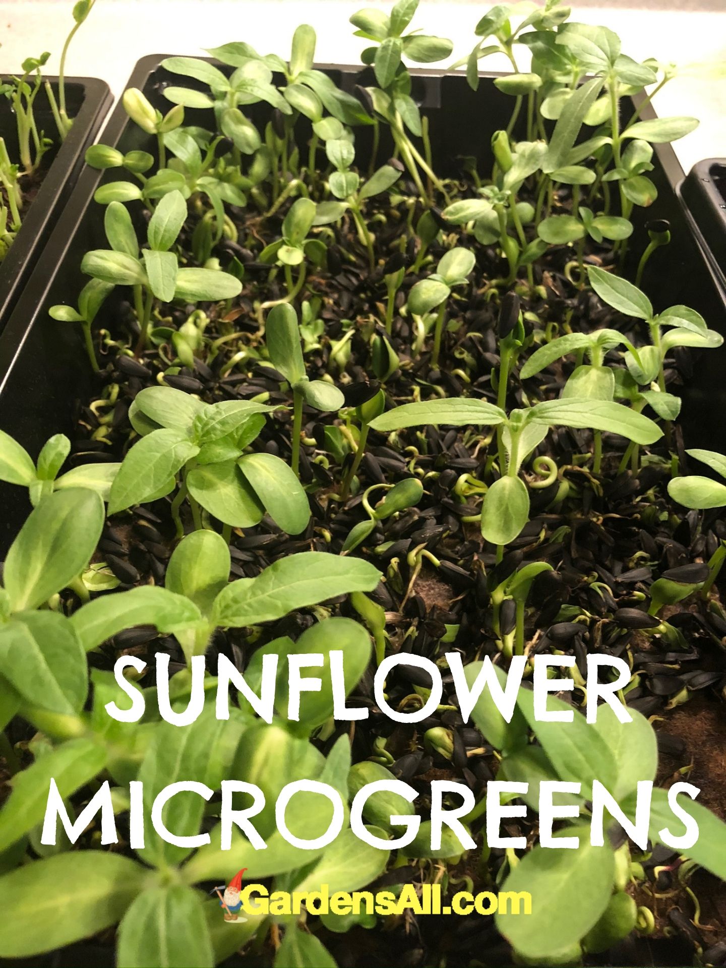 GrowingSunflowerMicrogreens GardensAll