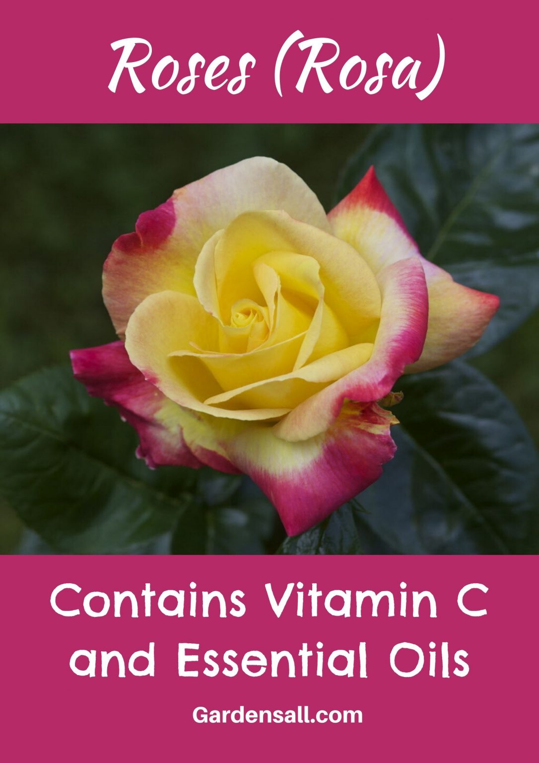 68 Edible Flowers for Beauty, Flair, Food and Health GardensAll