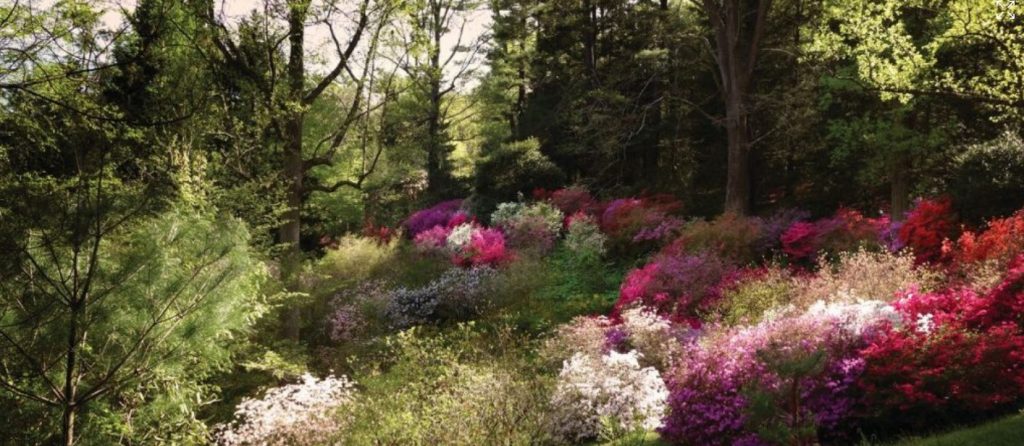 Biltmore Gardens Azaleas #BiltmoreGardens #BiltmoreAzaleas