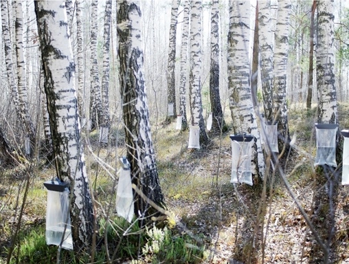 Birch Tree Tapping for Birch Water. #TreeTapping #TreeWater #BirchWater #BirchSyrup #TreeSyrup