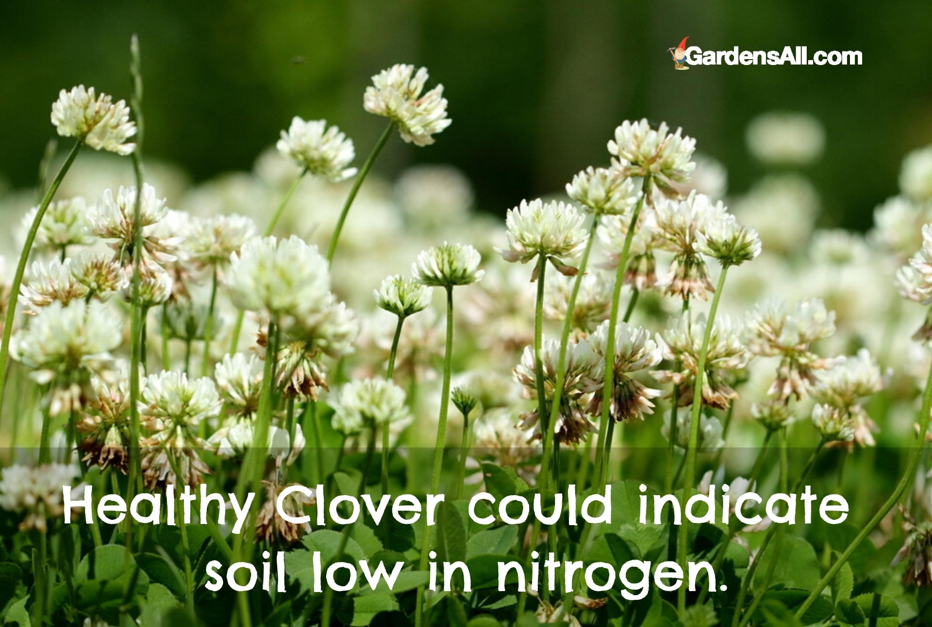 Clover Plant GardensAll