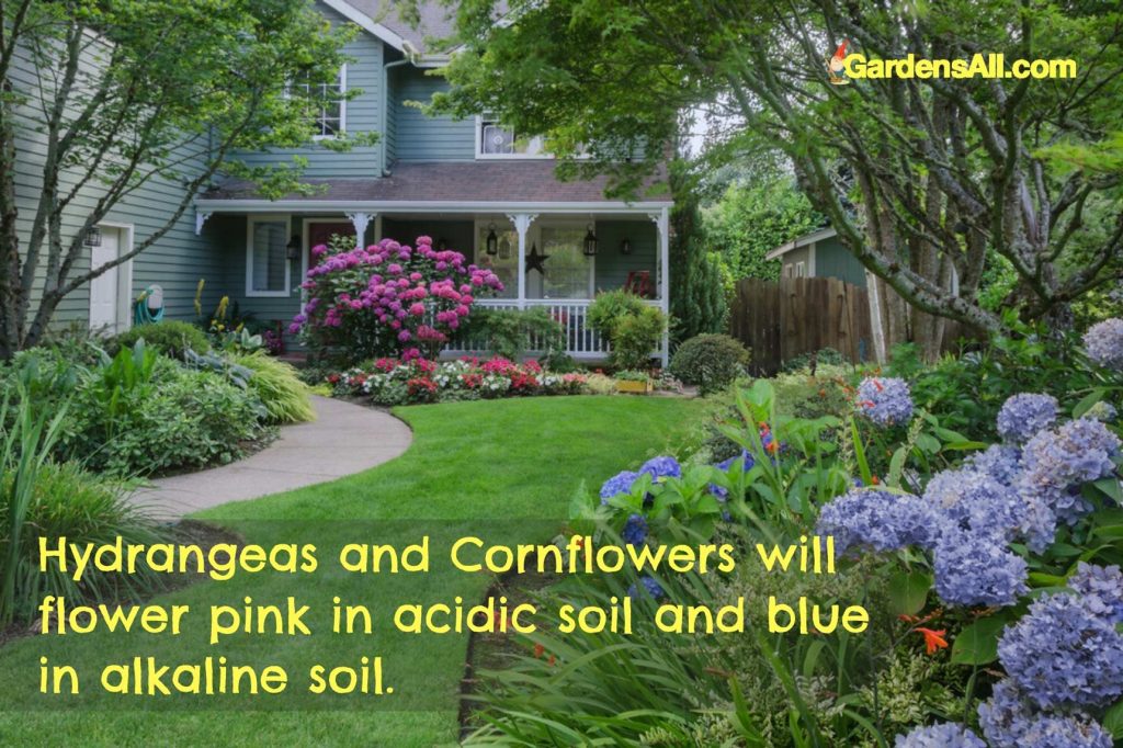 The Centaurea cyanus, or cornflower and Hydrangeas are both excellent indicators for a soil’s pH, the flowers will be pink in an acidic soil and blue in an alkaline soil. #TypesOfSoil #Soil #SoilGarden #SoilForGardening #Garden #Gardening #Growing #Landscaping #Planting #GardenIdeas #SoilHealth #Hydrangeas #CornFlower