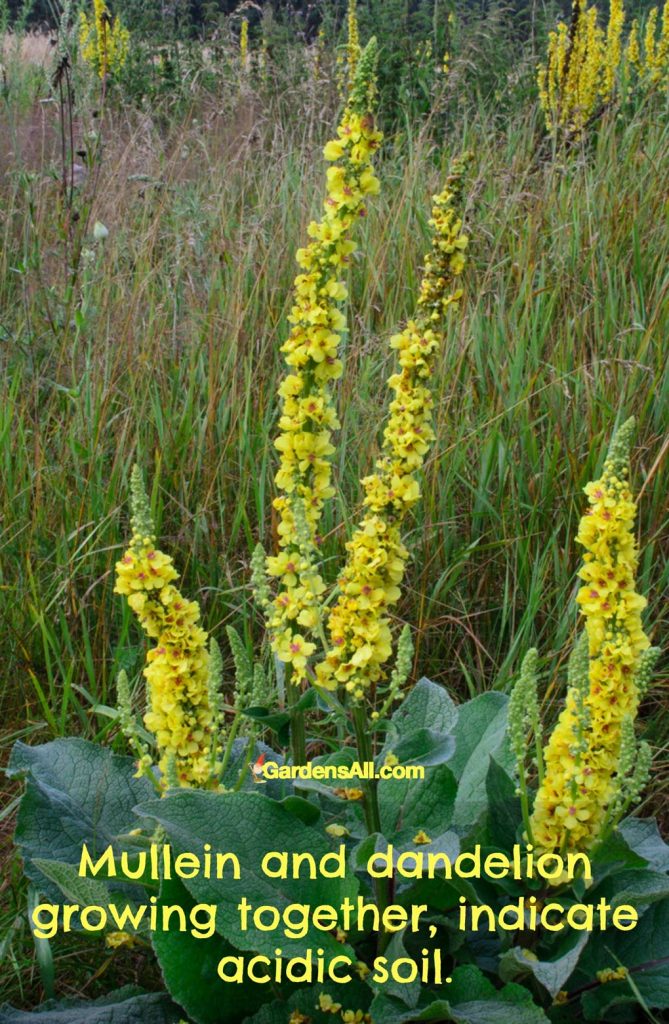 Mullein- (Verbascum) - Velvet Plan indicates acidic soil when growing with dandelion. #MulleinPlant #AcidicSoil #DandelionAndMullein #SoilHealth #TypesOfSoil #Soil #SoilGarden #SoilForGardening #Garden #Gardening #Growing #Landscaping #Planting #GardenIdeas