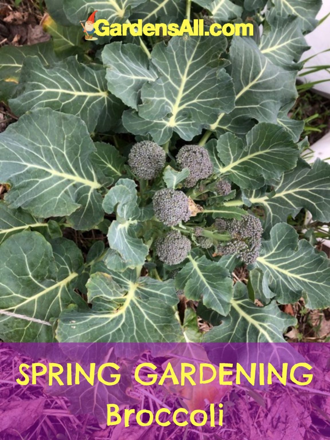 Getting Ready - Spring Gardening Plants and Tips - GardensAll