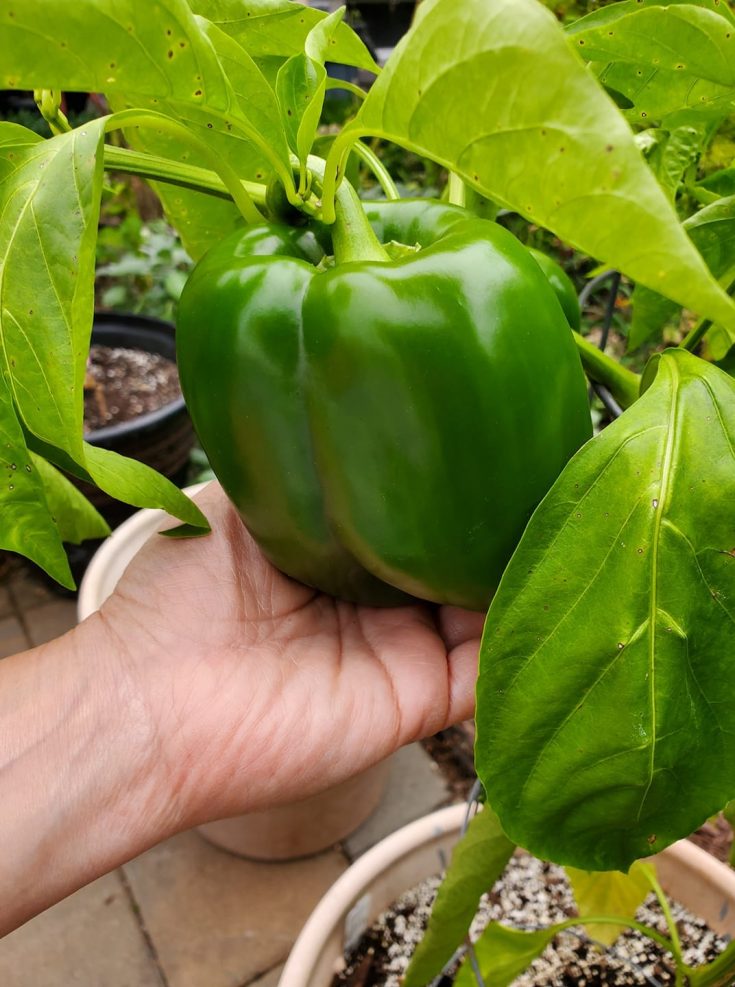 Epsom Salt for Plants and People GardensAll