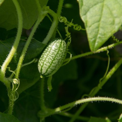 Cucamelon – the Cutest Little Exotic Vegetable