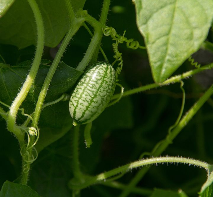 Cucamelon, AKA - Mexican Gherkin is a delightful summer fruit that tastes like citrusy cucumber. #Cucamelon #MiniatureWatermelon #MexicanGherkin