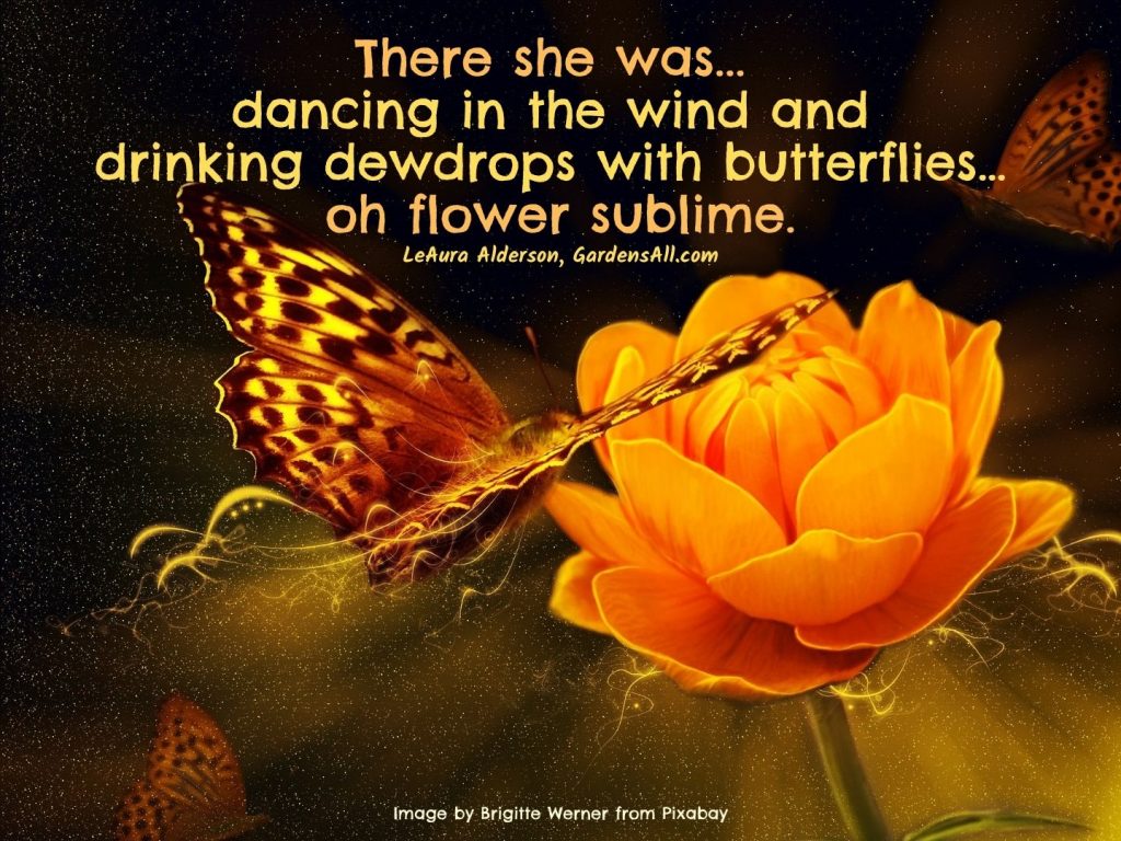 Drinking dewdrops with butterflies-flower meme