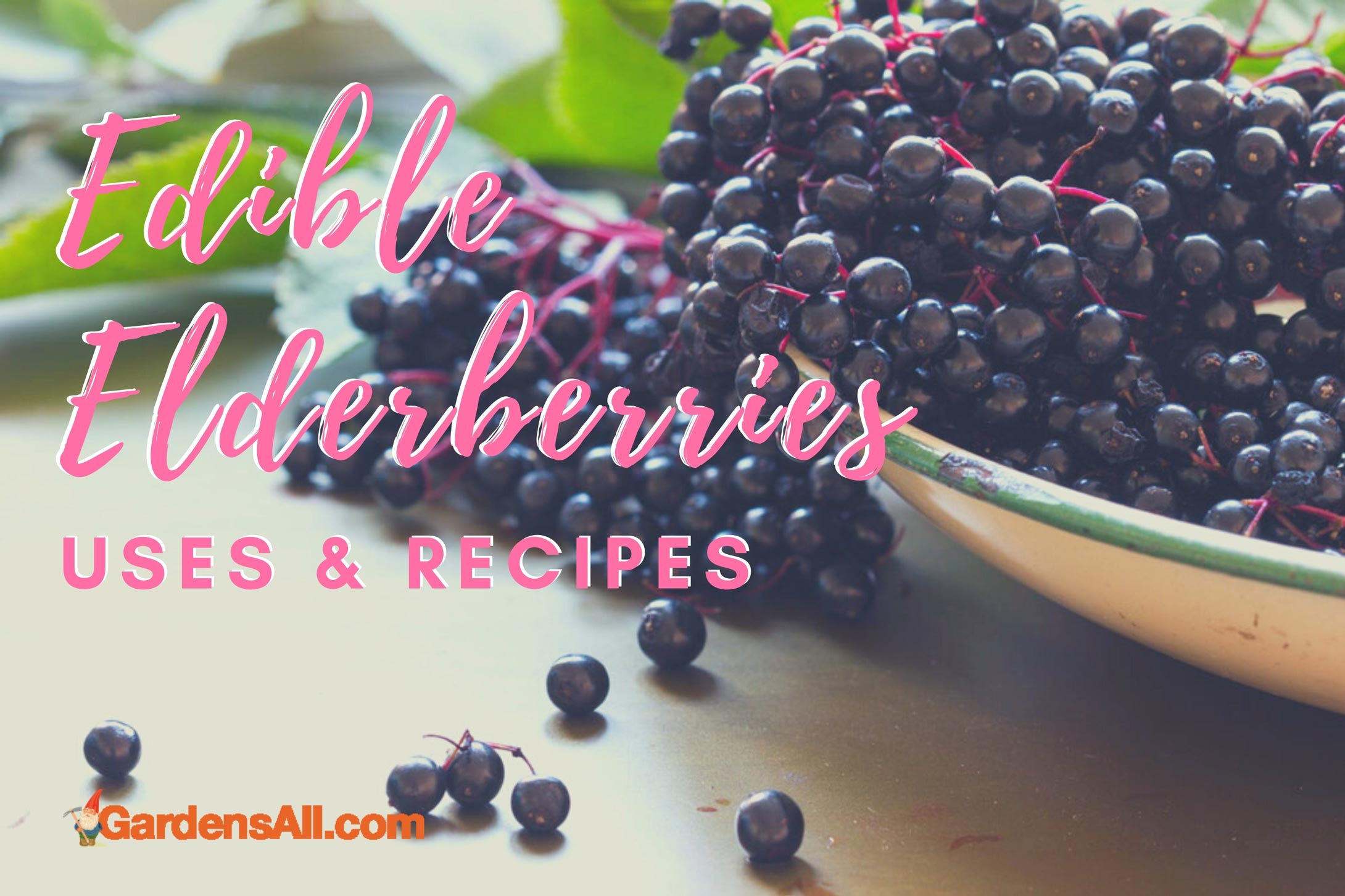 Edible Elderberries Which is Safe... GardensAll