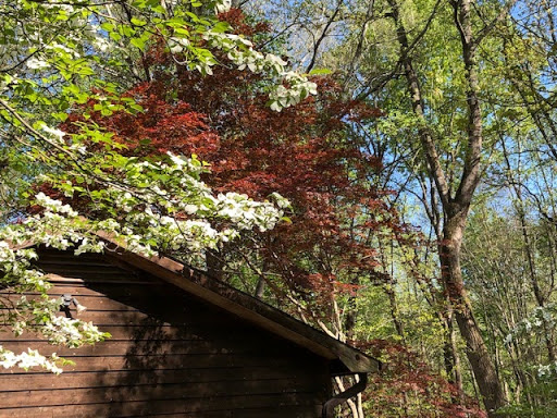 Flowering dogwood backed by a Japanese-Trompenburg-maple in GardensAll landscape #FloweringDogwood #ComplementaryLandscapeTrees #FloweringTrees