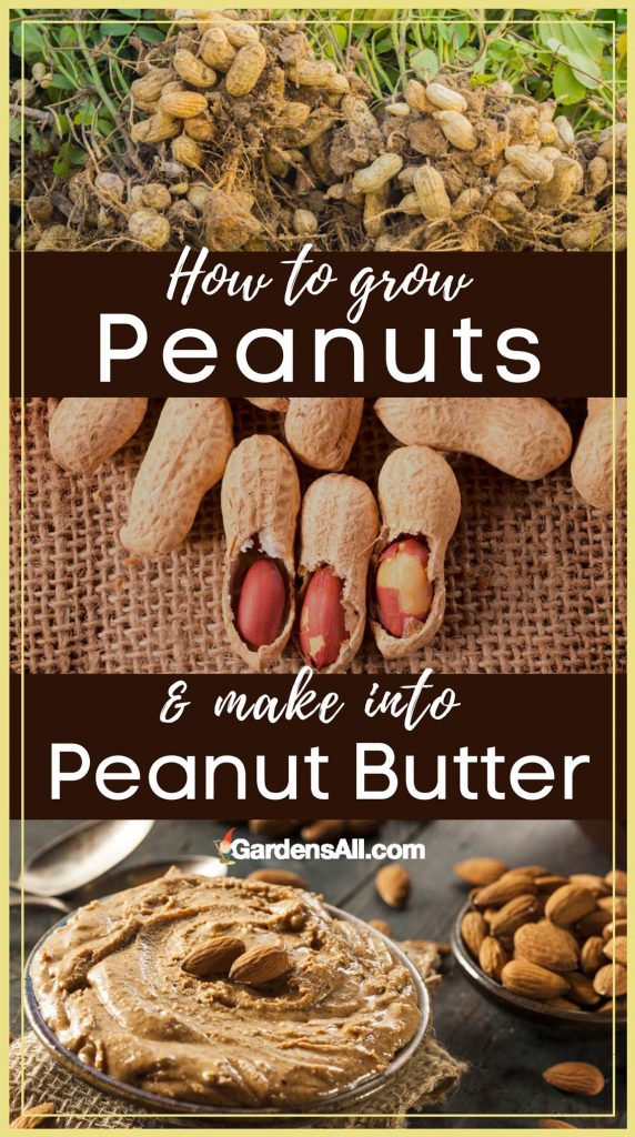 Most gardeners have never thought about the option to grow peanuts. Peanuts are one of Americas beloved foods (those with allergies aside), where peanut butter is practically a staple food. And it's not just kids who love a good ole PBJ sandwich, right? #HowToGrowPeanuts #Peanuts #BenefitsOfPeanuts #PeanutNutrition #Garden #Gardening #Growing #Planting #GardenIdeas