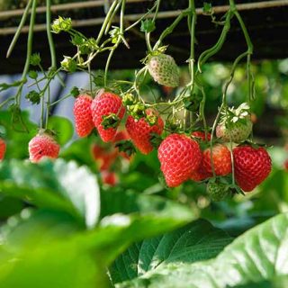 How Long Does it Take for Strawberries To Grow…