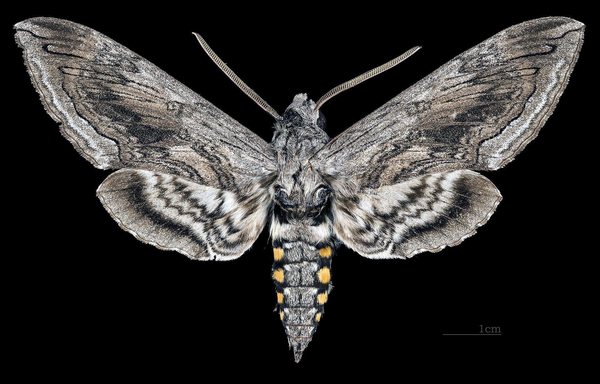 Hummingbird Moth Caterpillar Hemaris Diffinis Facts and Myths