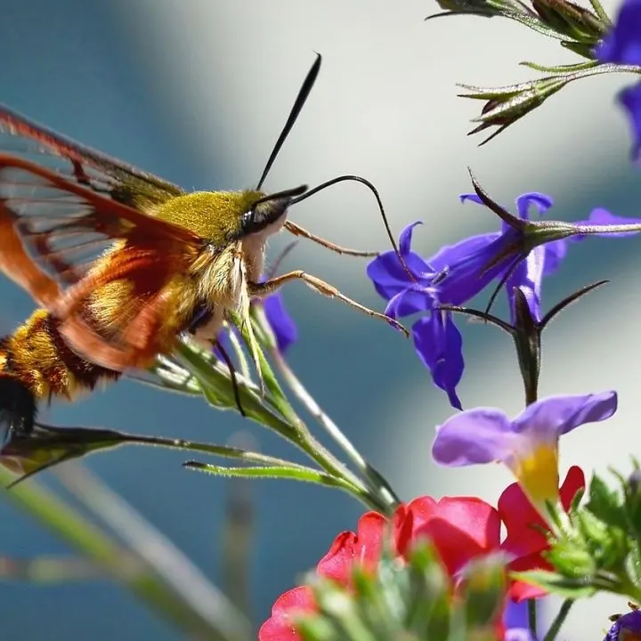 Hummingbird Moth - a lovely garden pollinator. #HummingbirdMoth #GoodPollinators #GardenFriendlies #BeneficialInsects
