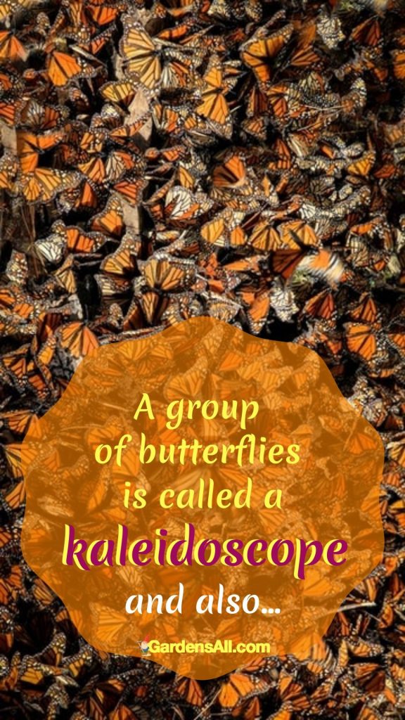 By the way... do you know what a "flock of butterflies" is called? #Butterfly #Kaleidoscope #KaleidoscopeOfButterflies #GroupOfButterflies #OrnamentalBushes