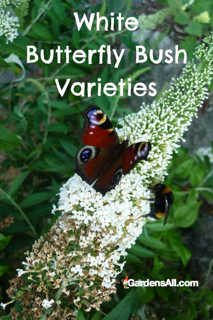 White Butterfly Bush with a Peacock Butterfly. #WhiteButterflyBush #PeacockButterfly #ButterflyBushVarieties #WhiteButterflyBushVarieties #AttractPollinators #BestPlantsForButterflies