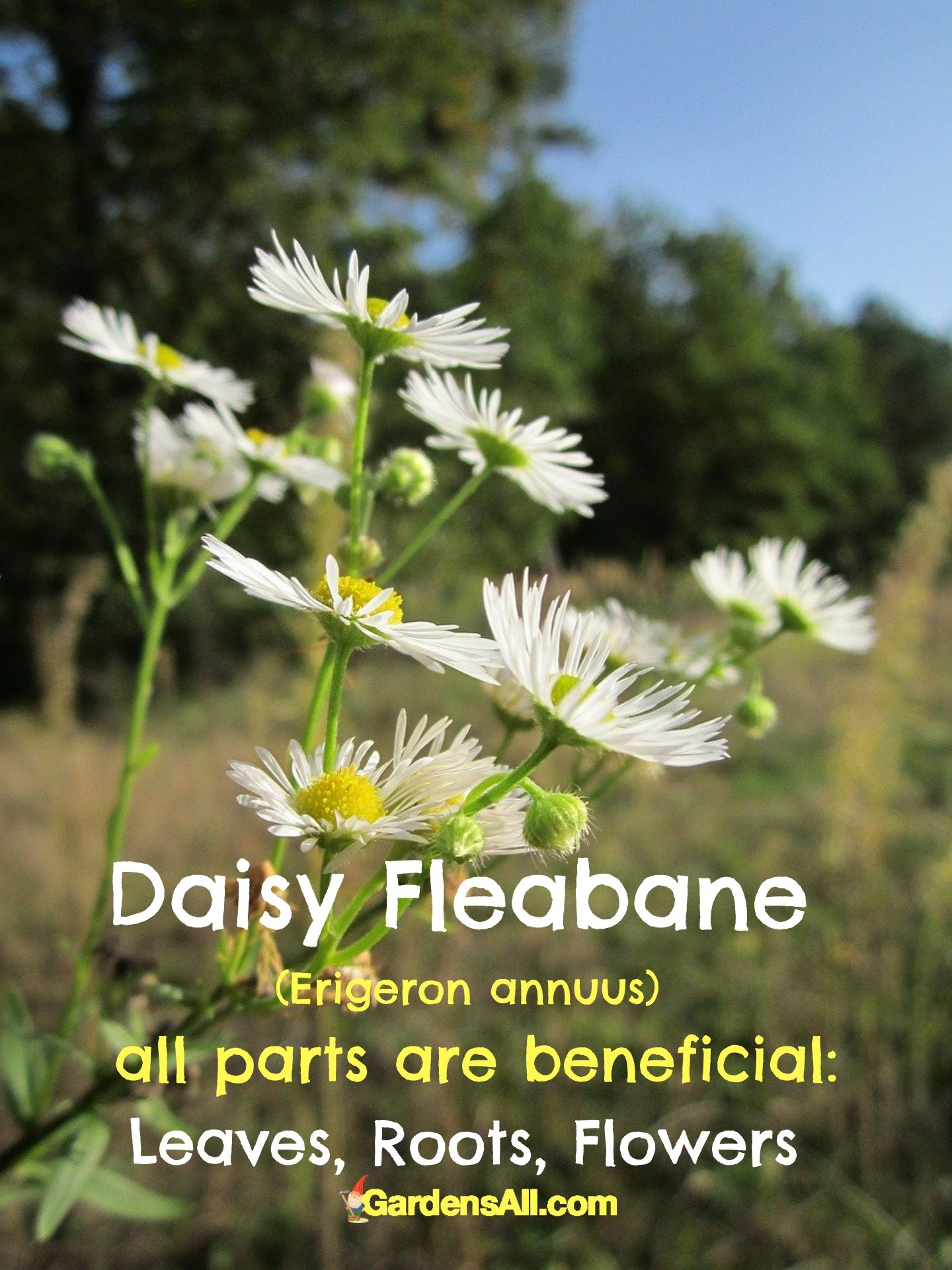 Daisy Fleabane Wildflower is an Edible & Beneficial Plant to Know