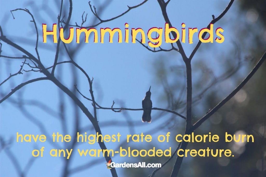 "Hummingbirds have the highest rate of calorie burn of any other warm-blooded creature." #Hummingbirds #HummingbirdsFood #HummingbirdsFeeders #FoodRecipes #HowToAttract #NaturalGardenPestControl #PestControl