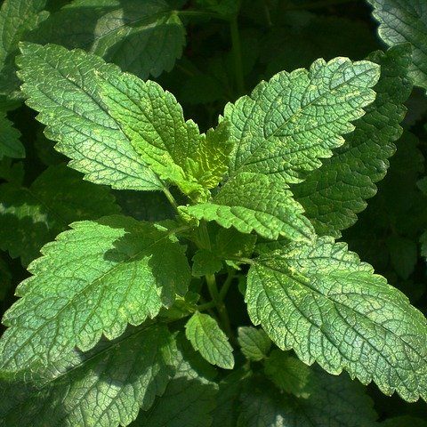 Easy Growing Lemon Balm – a Hardy Herb to Know and to Grow